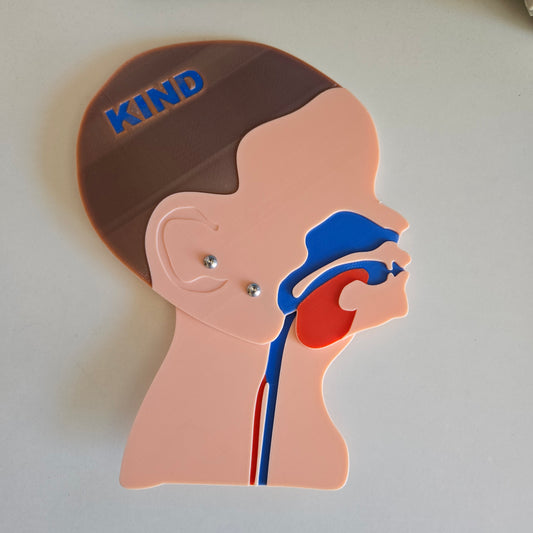 Kopfschnittmodell B-Ware