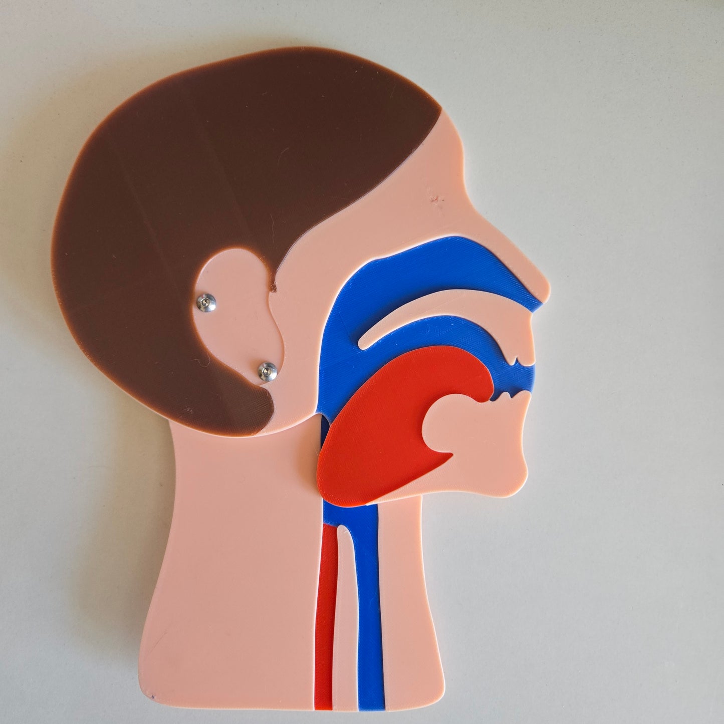 Kopfschnittmodell Familie Bundle