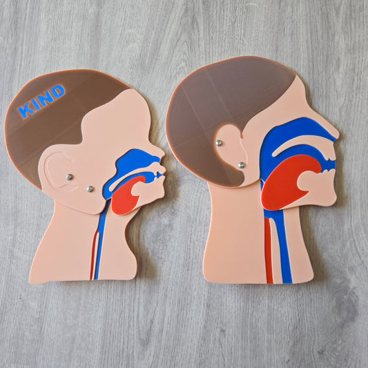 Kopfschnittmodell Erwachsen Kind Bundle