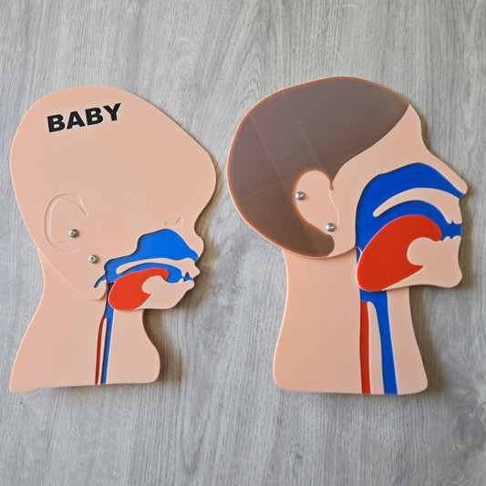 Kopfschnittmodell Erwachsen Baby Bundle