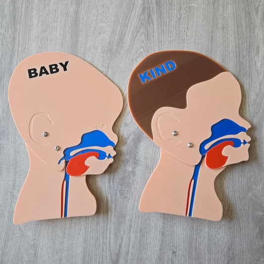 Kopfschnittmodell Erwachsen Kind Baby