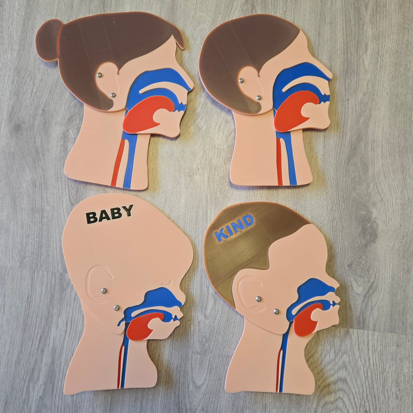 Kopfschnittmodell Familie Bundle