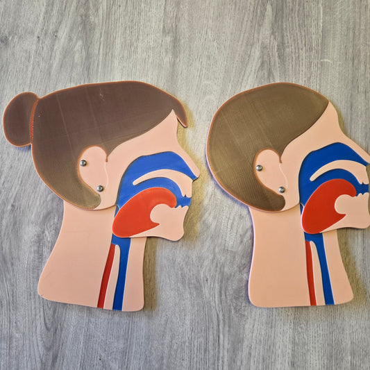 Kopfschnittmodelle Erwachsen