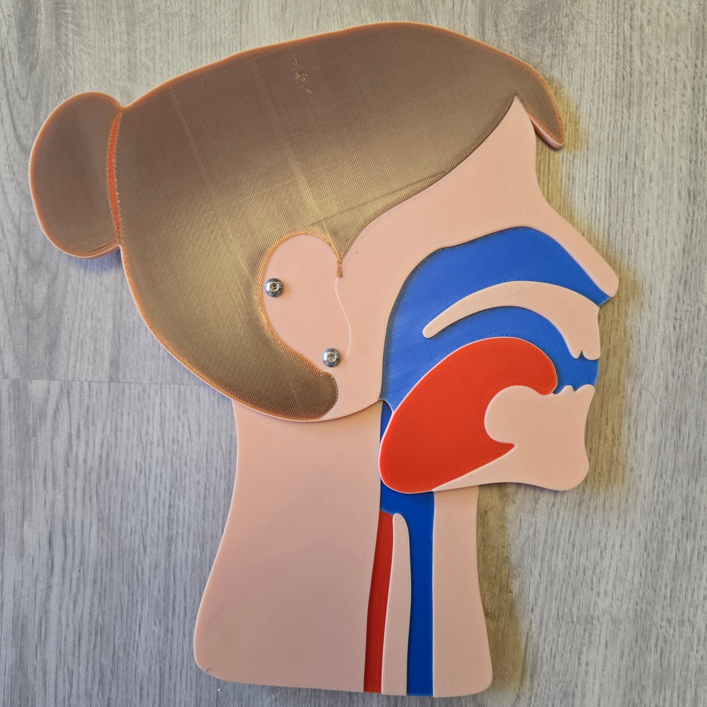 Kopfschnittmodell Familie Bundle