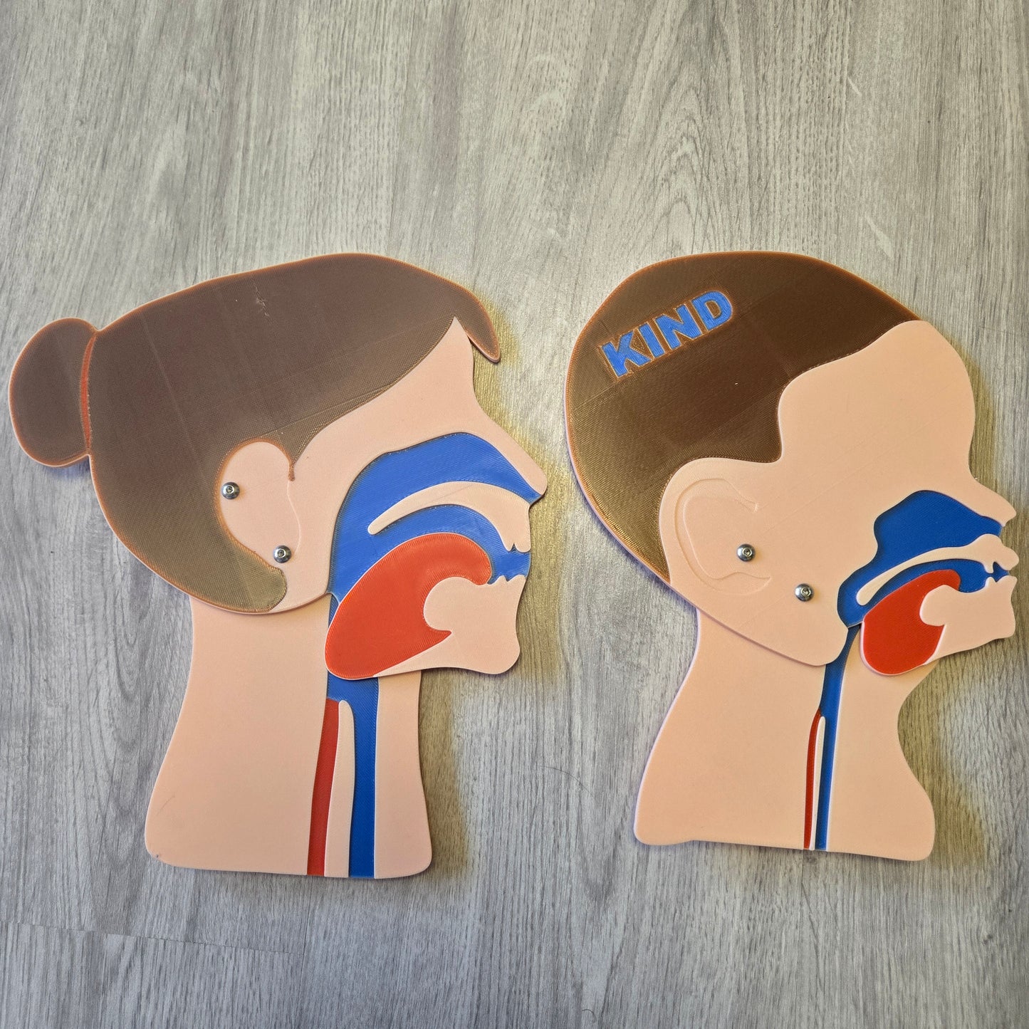 Kopfschnittmodell Erwachsen Weiblich Kind Bundle