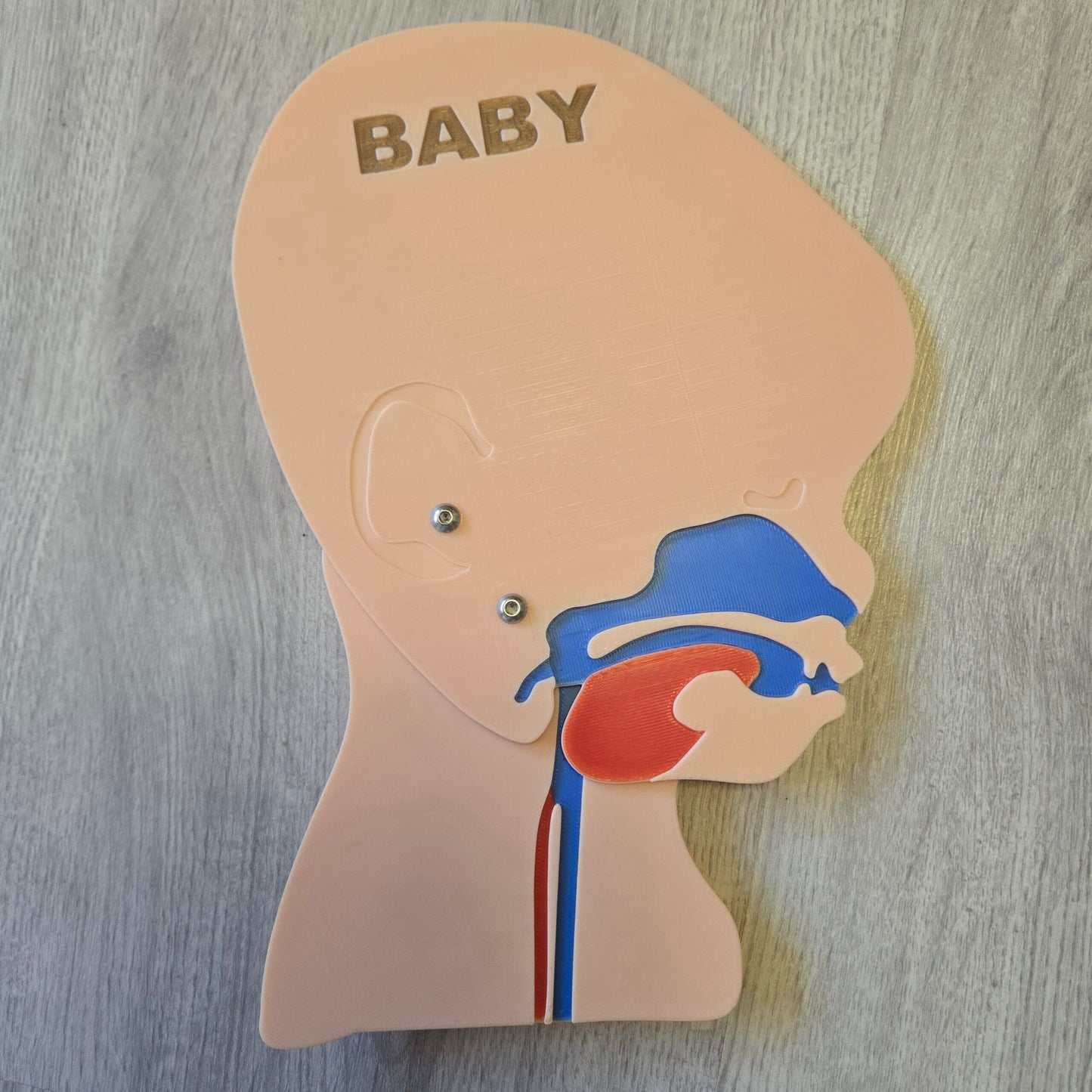 Kopfschnittmodell B-Ware